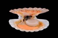 Coquille Saint-Jacques (Pecten maximus) - anatomie interne